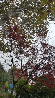 20181111_151556.jpg