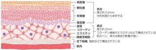 肌1.jpg